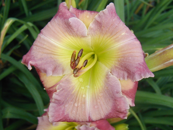 Caught Up In The Clouds